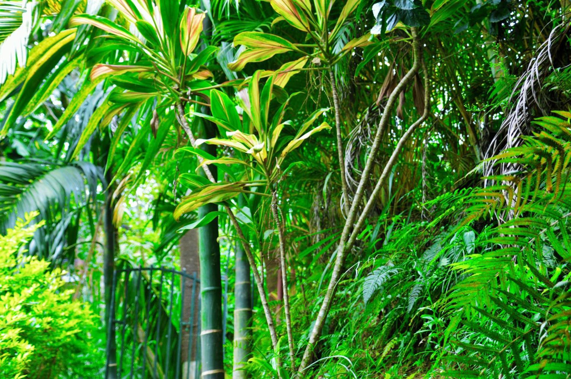 Green Cottage Ella Exteriér fotografie